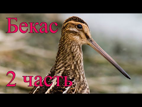 Видео: Бекас  2 часть