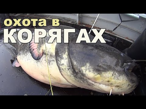 Видео: Подводная охота в коряжнике