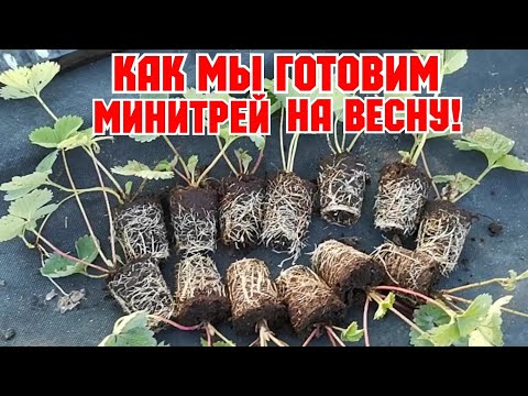 Видео: Загатавливаем "МИНИТРЕЙ" клубники на Весну!