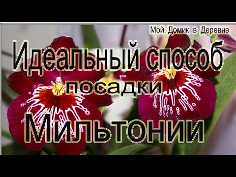 Видео: Лучший способ посадки мильтоний из всех ,что я пробовала!!!! Проверенно !!!!