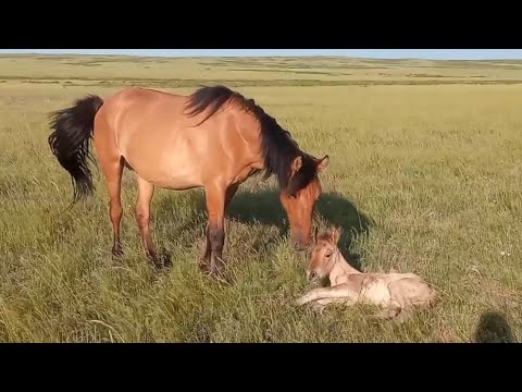 Видео: 21 жастағы Шыңғыстаудың жабы айғыры Жеңісқұла, әлі қартайғанжоқ.