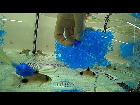 Видео: Панду на нерест