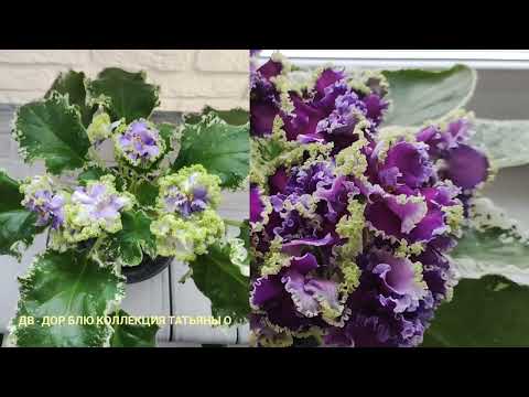 Видео: Продолжаю знакомство с моей коллекцией фиалок.