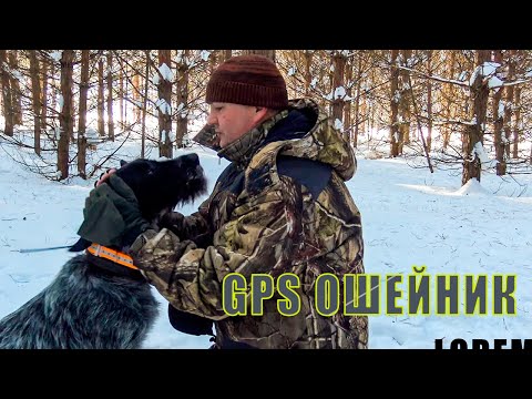 Видео: Гуляем с дратхааром обзорим и тестим GPS ошейник ArtelV