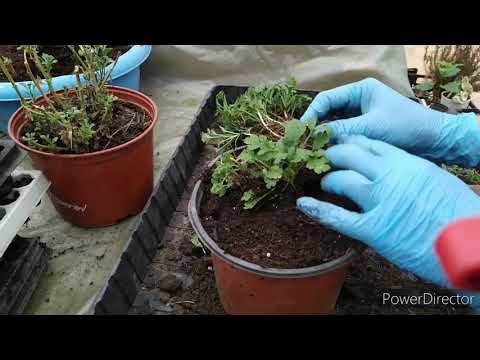 Видео: МУЛЬТИФЛОРА ВАЖНЫЕ РАБОТЫ 2020(весна).