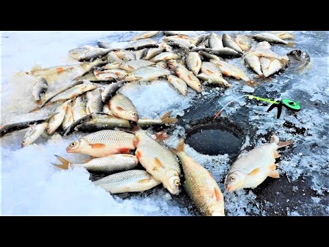 Видео: ВОТ это КЛЁВ   не даёт опустить!!!! Зимняя рыбалка на мормышку и кивок