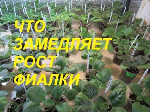 Видео: ПОЧЕМУ ФИАЛКИ МЕДЛЕННО РАСТУТ.