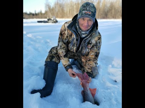 Видео: Укрощение тайменей!