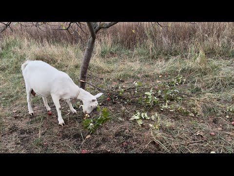 Видео: В саду жестоко оборвали яблони с ветками. Люди, как так можно?