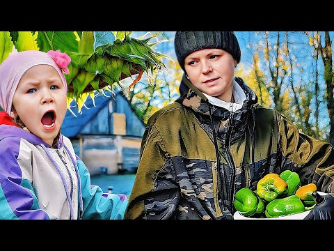 Видео: НЕПРОСТАЯ ДЕРЕВЕНСКАЯ ЖИЗНЬ ОСЕНЬЮ: восстанавливаем старый дом и убираем огород.