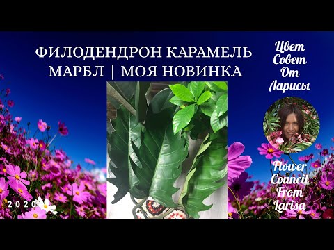 Видео: ФИЛОДЕНДРОН КАРАМЕЛЬ МАРБЛ МОЯ НОВИНКА 4К