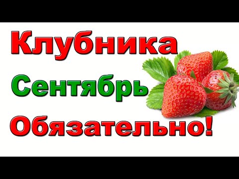 Видео: ЧЕМ ПОДКОРМИТЬ И ОБРАБОТАТЬ КЛУБНИКУ В СЕНТЯБРЕ