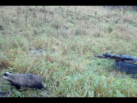 Видео: Барсук, герой сегодняшнего сюжета.