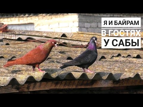 Видео: Бойные голуби. Я и Байрам в гостях у Сабы. 18.02.21. Грузия