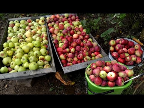 Видео: яблочное вино 2016 года из нескольких сортов яблок