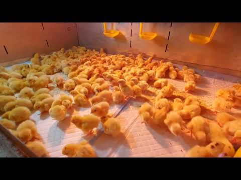 Видео: Перепела Белый ГИГАНТ от Лары из Тюмени. Отзыв.