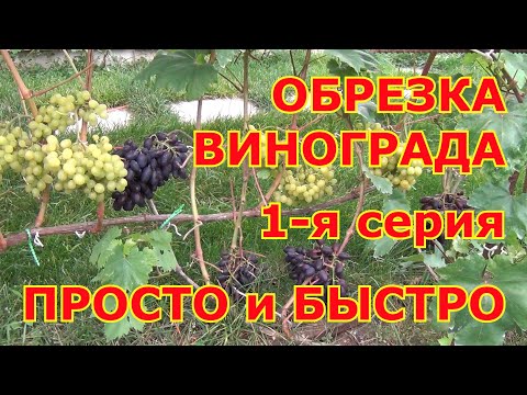 Видео: ч 1  ОБРЕЗКА ВИНОГРАДА осенью. 1-я серия. ЦЕЛЬ УРОЖАЙНОСТЬ