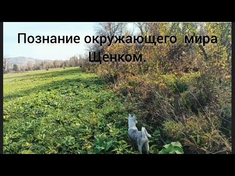 Видео: Познание окружающего мира Щенком.