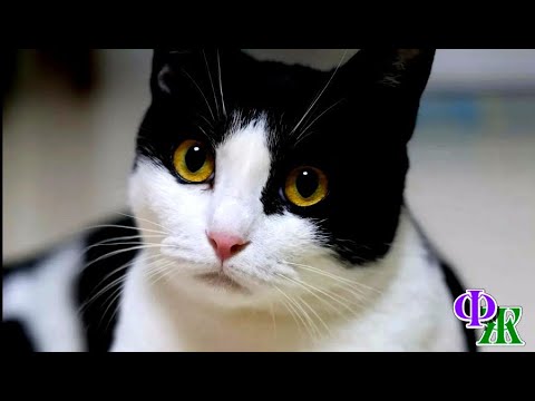 Видео: Покалеченная КОШКА не умирала - потому что очень хотела спасти одну жизнь