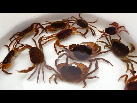 Видео: удивительный! Я поймал и наблюдал пресноводных крабов в японской реке!
