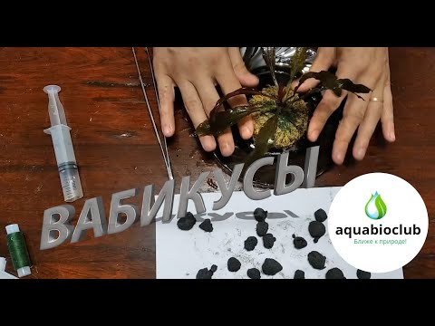 Видео: #Вабикусы, корневая подкормка. Теория и практика.
