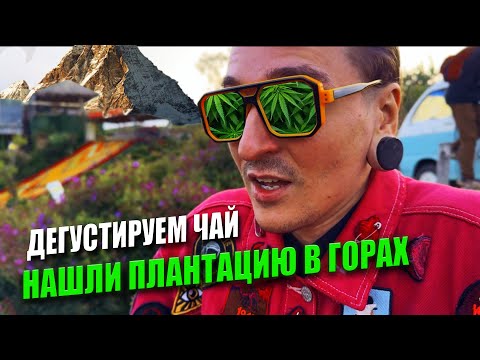 Видео: НАШЛИ ЛУЧШИЙ ЧАЙ ВЬЕТНАМА. ПУТЕШЕСТИЕ НА ЧАЙНУЮ ПЛАНТАЦИЮ. ДАЛАТ