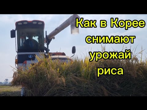 Видео: Как в Южной Корее собирают рис #жизньвюжнойкорее #жизньвдеревне