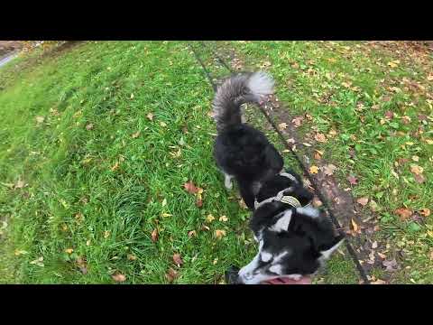 Видео: Идем с Диком домой 16.10.25