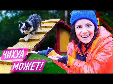 Видео: ПРОБУЕМ ТРЕНАЖЕРЫ для БОЛЬШИХ СОБАК! МОЯ СОБАКА ВПЕРВЫЕ на СПОРТ ПЛОЩАДКЕ для ДРЕССИРОВКИ