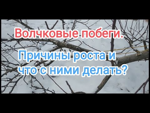 Видео: НЕ УДАЛЯЙТЕ ВОЛЧКИ  ,НЕ ПОСМОТРЕВ это видео!Волчки- причины появления.Надо ли удалять?