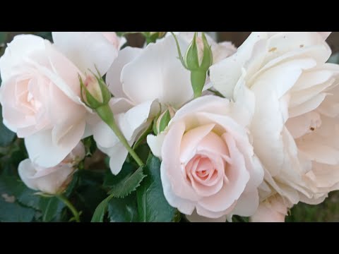 Видео: А розочки цветут! Часть 3 - 9 октября 2025 года.