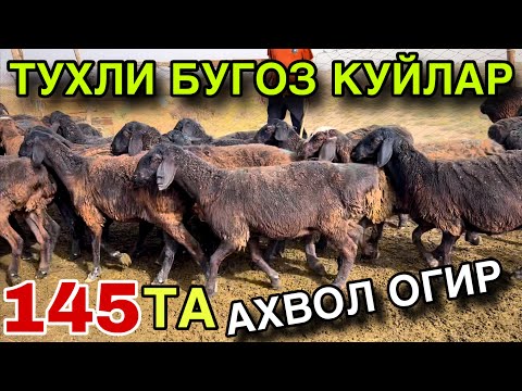 Видео: ТУХЛИ БУГОЗ КУЙЛАР! 2 НОЯБРЬ КАШКАДАРЁ ГУЗОР ТУХЛИ КУЙЛАРИ 2025.