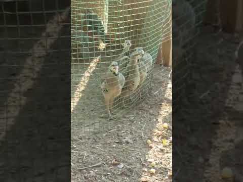 Видео: Чучахои дулангибрид фуруши рак... т..н 915288090