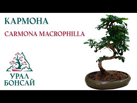 Видео: Кармона - Carmona macrophilla - пересадка в магазине клуба Урал Бонсай