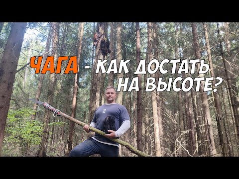 Видео: Берёзовая чага - как достать её на большой высоте?