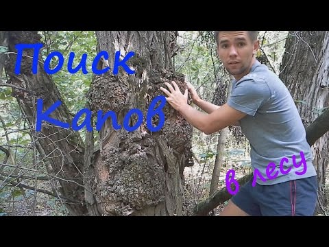 Видео: Поиск капов в лесу