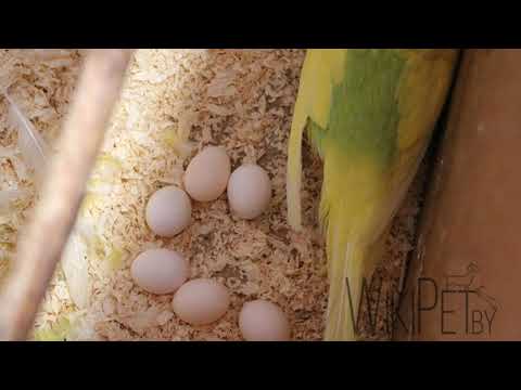 Видео: Часть: 2 // Размножение волнистых попугаев в домашних условиях // уход самца
