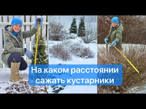 Видео: Размеры кустарников и расстояния между ними в трехъярусной композиции вдоль забора. Часть 1.