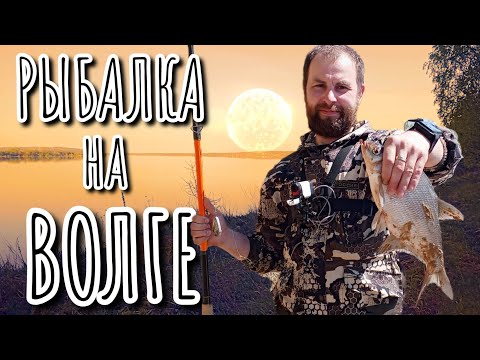 Видео: ЛЕЩ,ПЛОТВА ,ГУСТЕРА,ЧЕХОНЬ на ВОЛГЕ. Рыбалка на фидер.