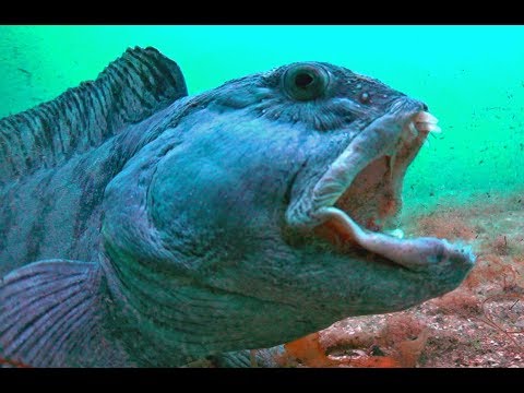 Видео: НОРВЕГИЯ ЗУБАТКА. Anarhichas lupus Диалоги с подвохами.