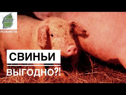 Видео: А ЧТО БУДЕТ ВЫГОДНО ЗАВТРА? БИЗНЕС НА СВИНЬЯХ? 🐽