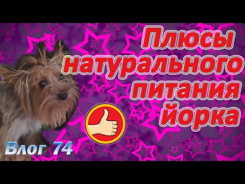 Видео: ПЛЮСЫ НАТУРАЛЬНОГО ПИТАНИЯ ЙОРКА. Преимущества натурального питания.