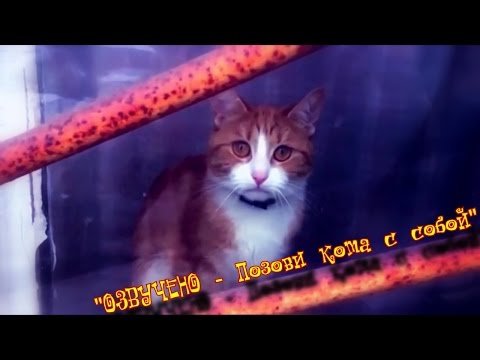 Видео: ILUMILAND - Позови кота с собой.