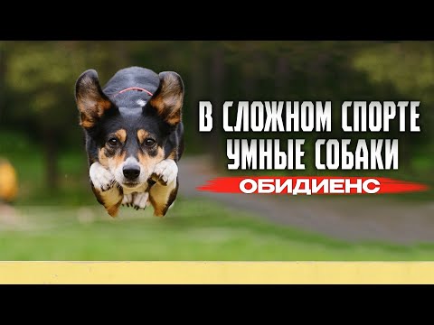 Видео: ОБИДИЕНС | САМЫЕ СЛОЖНЫЕ СОРЕВНОВАНИЯ С СОБАКОЙ