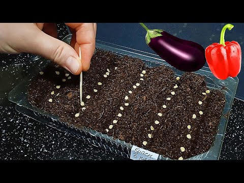 Видео: Буду Сеять в Эти Дни! Точная дата посева семян перца и баклажана на рассаду.