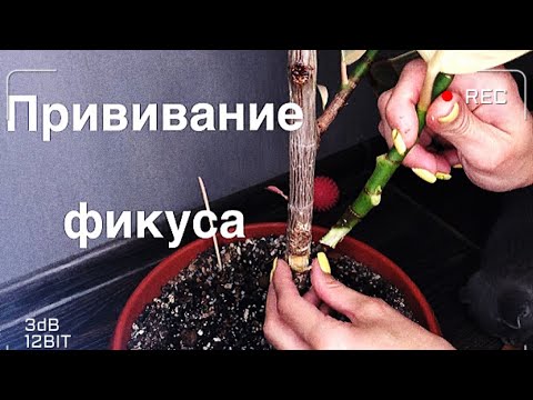 Видео: Прививка фикуса. Как привить фикус