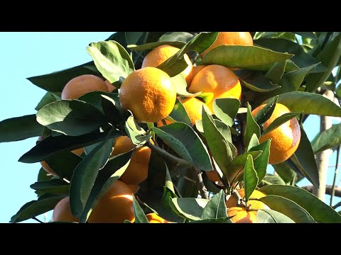 Видео: В Абхазии идет сбор мандаринов