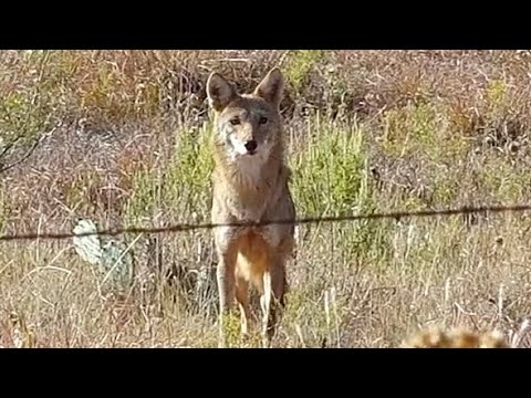 Видео: Охота на койотов со Стерлингом и Паркером в Техасе. Часть 2 — Close Encounter Predator Hunts 4K