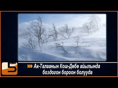 Видео: Ак Талаанын Кош Дөбө айылында боздогон бороон болууда