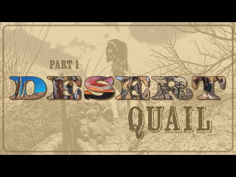 Видео: ПУСТЫННЫЕ ПЕРЕПЁЛЫ! Отличная работа с собаками для чешуйчатых и гамбелловых перепелов в бегах